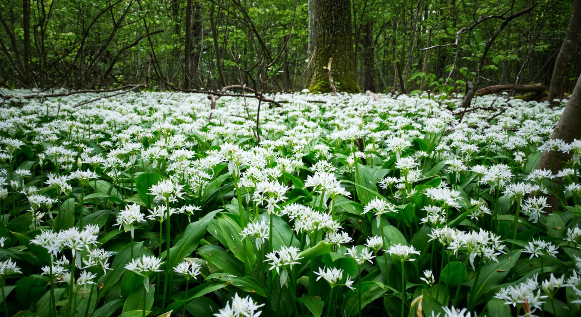 Wild Garlic